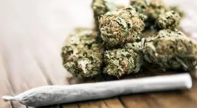 عوارض تکان‌دهنده مخدر گل؛ از قتل و خودکشی تا بستری شدن در تیمارستان