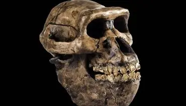 کشف فسیلی که روایت تاریخ انسان را دگرگون می‌کند + عکس