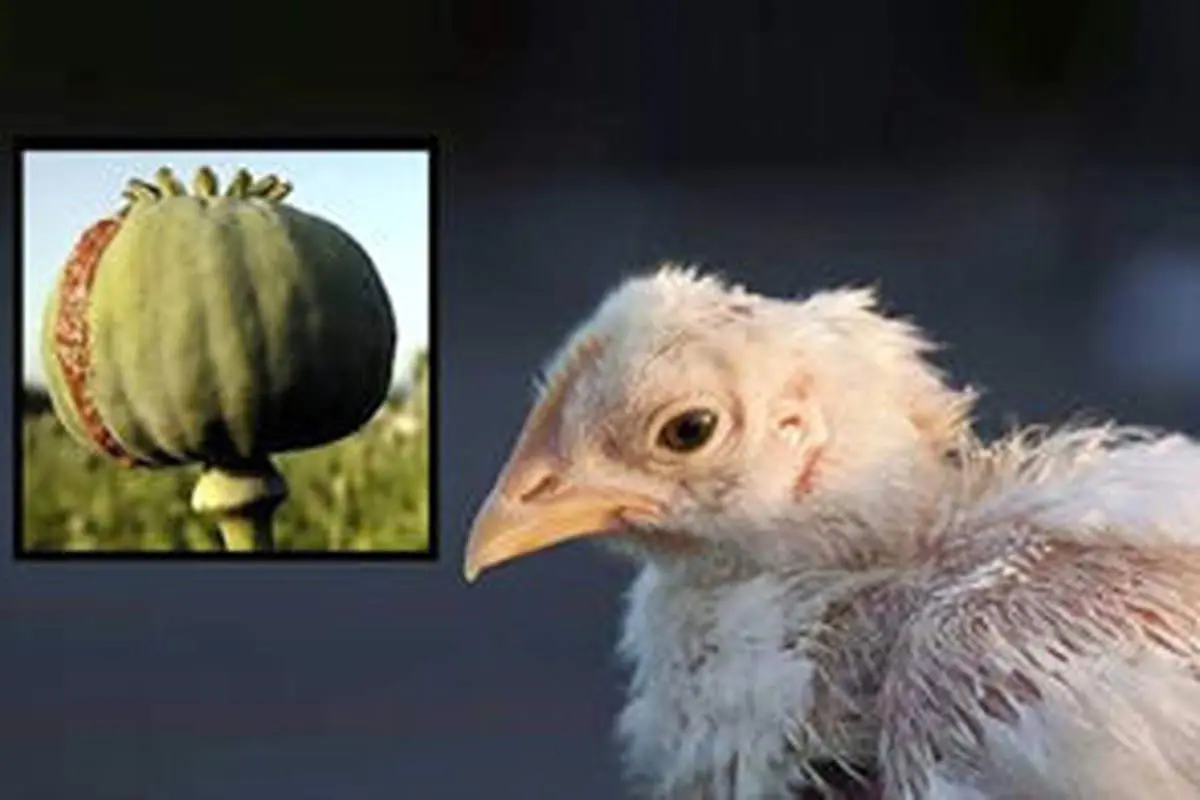 تست مثبت اعتیاد پس از صرف جوجه کباب!/ویدیو 