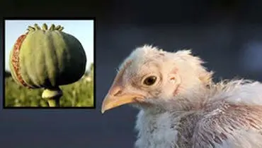 تست مثبت اعتیاد پس از صرف جوجه کباب!/ویدیو 