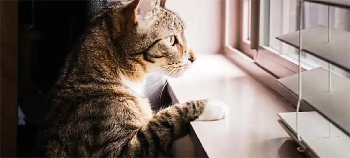 5 وسیله ضروری برای نگهداری از گربه در خانه