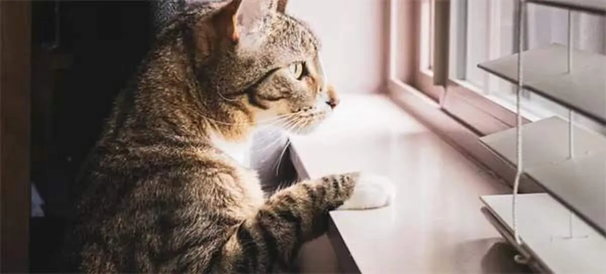 5 وسیله ضروری برای نگهداری از گربه در خانه