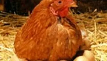 اعلام نرخ تازه مرغ و تخم‌مرغ؛ بازار بدون کمبود