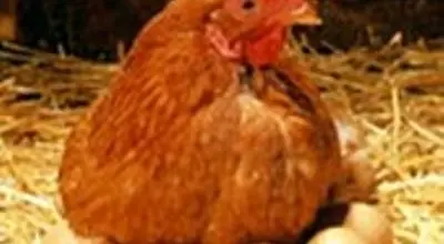 اعلام نرخ تازه مرغ و تخم‌مرغ؛ بازار بدون کمبود