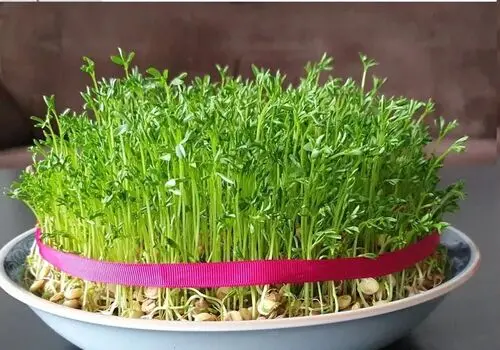 خواص باورنکردنی عدس برای مو