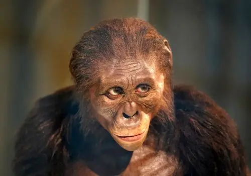 راه رفتن دوپای میمون ۷ میلیون‌ساله توجه دانشمندان را جلب کرد + عکس