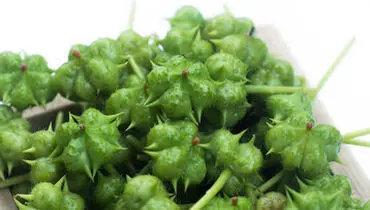 خواص درمانی شگفت انگیز یک گیاه 