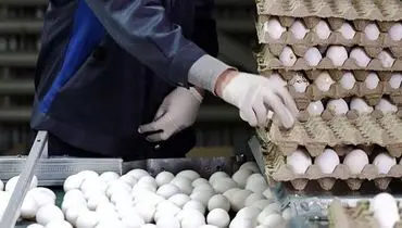 بازار تخم‌مرغ به تعادل رسید؛ تولیدکنندگان از ثبات عرضه خبر می‌دهند