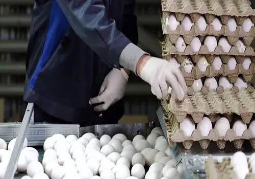 مصرف این ماده خوراکی وزن شما را کاهش میدهد 