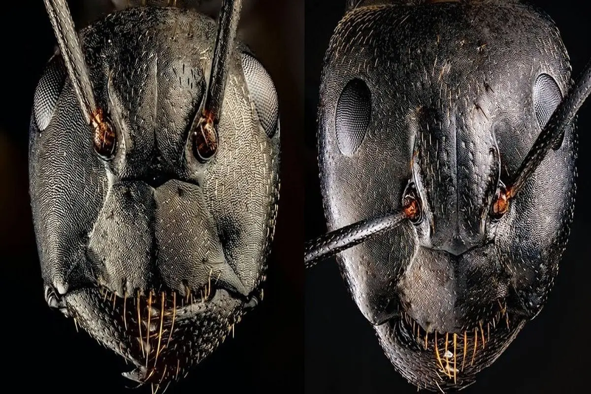 چهره ترسناک مورچه از نمای نزدیک+ فیلم
