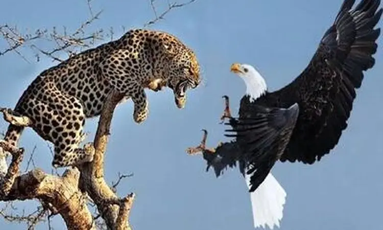 لحظه نادر و غیره منتظره شکار عقاب توسط پلنگ روی درخت + فیلم
