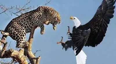 لحظه نادر و غیره منتظره شکار عقاب توسط پلنگ روی درخت + فیلم
