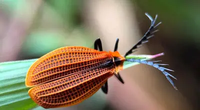 تصاویر 12 عدد از سوسک‌های متفاوت‌ و  زیبای جهان + عکس
