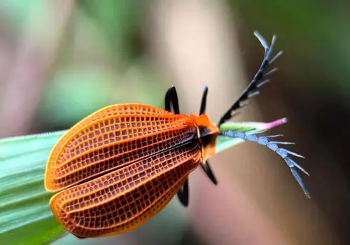 تصاویر 12 عدد از سوسک‌های متفاوت‌ و  زیبای جهان + عکس
