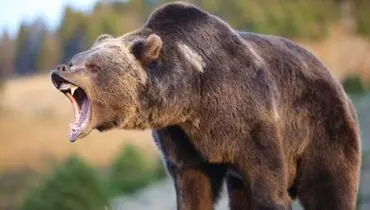 خرس عصبانی و لحظه ترسناک حمله به یک مرد+فیلم