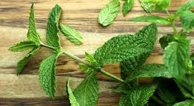  خواص و مضرات نعناع را بدانید