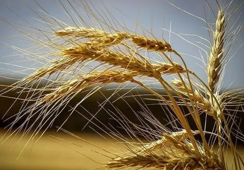 محدودیت جدید برای موتور سواران