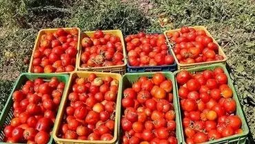 حباب قیمت گوجه‌فرنگی شکسته شد
