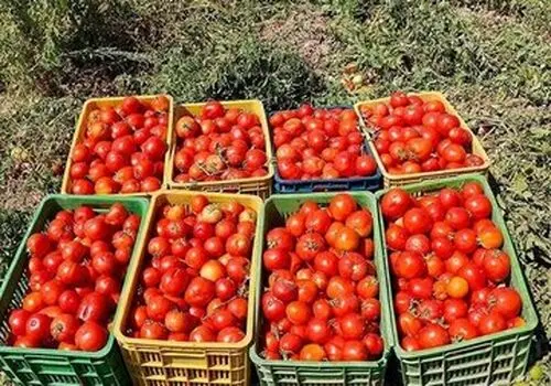مصرف گوجه‌فرنگی می‌تواند جلوی افزایش وزن را بگیرد!