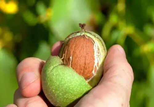 این نوع کلم سرشار از ویتامین C و امگا۳ است