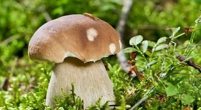 چگونه قارچ های سمی و غذا های کپک زده سلامت انسان را تهدید میکنند 