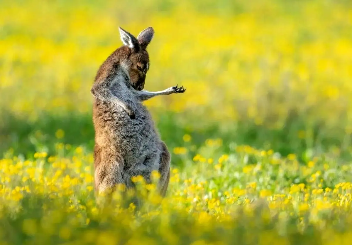 تصاویر برگزیده جوایز عکاسی کمدی از حیات وحش
