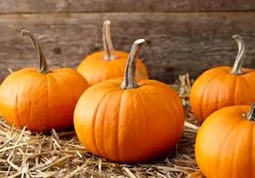 معجزه ای به نام کدو حلوایی
