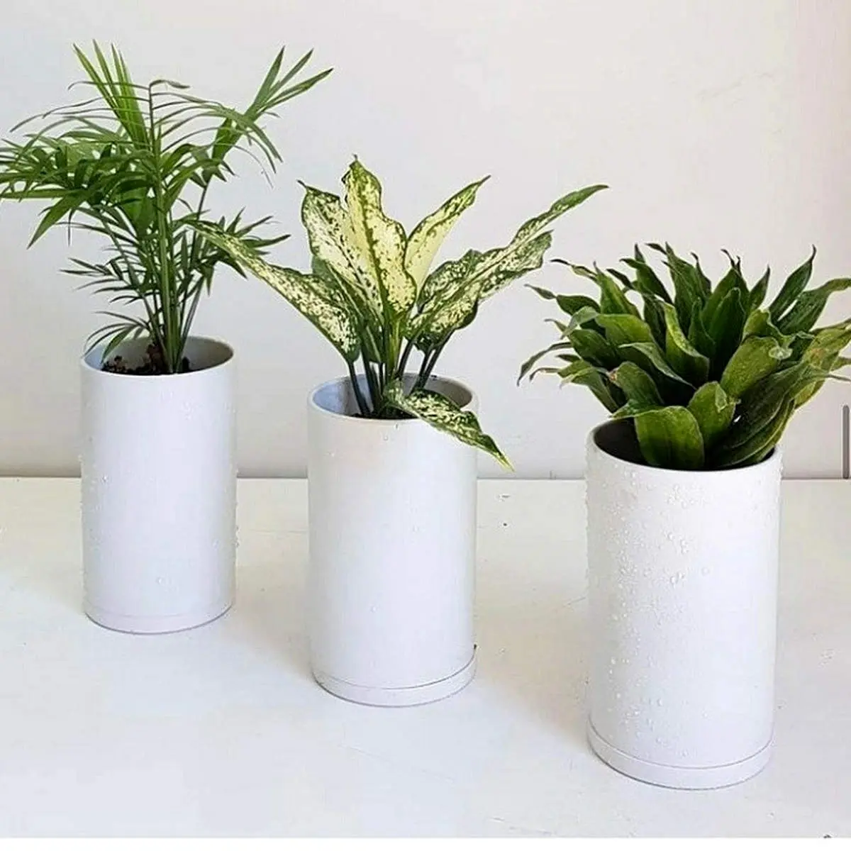 ترفند‌های طلایی نگهداری گلدان در زمستان 