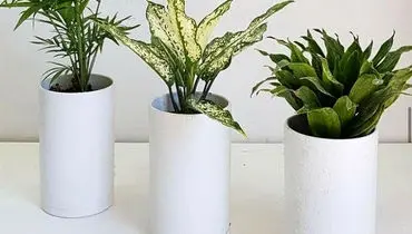 ترفند‌های طلایی نگهداری گلدان در زمستان 