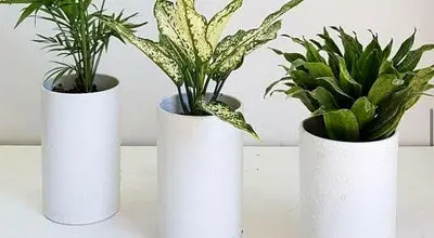 ترفند‌های طلایی نگهداری گلدان در زمستان 