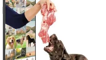 به سگهای خیابانی غذا می‌دهیم تا به بچه‌های‌مان حمله کنند!
