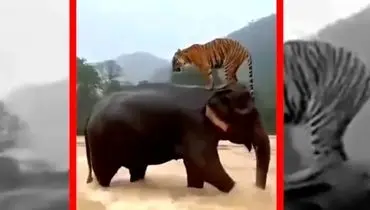 لحظه نادر نجات ببر توسط فیل در سیل اندونزی/ویدیو 