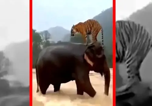 لحظه نادر نجات ببر توسط فیل در سیل اندونزی/ویدیو 