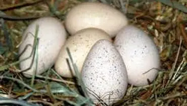 آیا خوردن تخم کبوتر می‌تواند لکنت زبان کودکان را درمان کند؟
