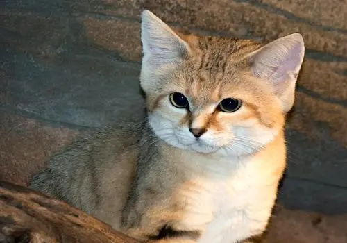 بچه‌دار شدن گربه شنی در اصفهان خبرساز شد + عکس