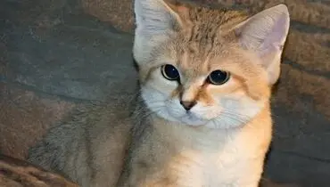 نجات یک گربه شنی از تله زنده‌گیری در زیرکوه
