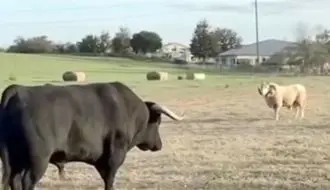 گفتگوی شاخ ها؛نبرد دیدنی گوساله با قوچ/ویدیو 