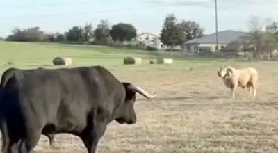 گفتگوی شاخ ها؛نبرد دیدنی گوساله با قوچ/ویدیو 