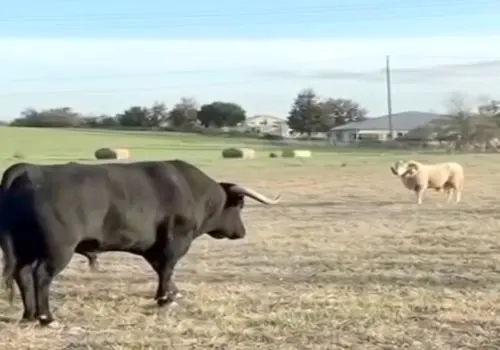 گفتگوی شاخ ها؛نبرد دیدنی گوساله با قوچ/ویدیو 