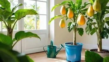راهنمای کامل کاشت و نگهداری پاپایا در گلدان

