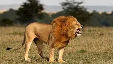پلنگی که با دیدن سلطان، قید شکارش را زد+ فیلم