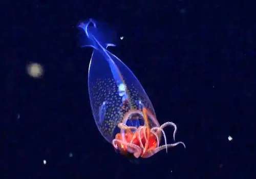 تصاویر جذاب ۱۰ نوع از زیباترین ماهی‌های مرکب جهان + فیلم
