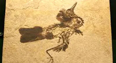 فسیل‌های یک میلیون سالۀ پرندگان منقرض‌شده در یک غار کشف شد + عکس
