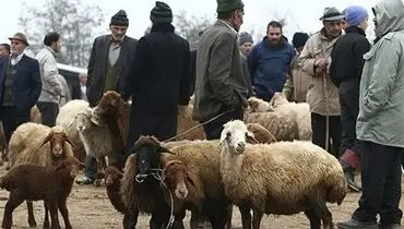 قیمت جدید دام زنده اعلام شد