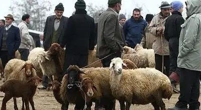 قیمت جدید دام زنده اعلام شد