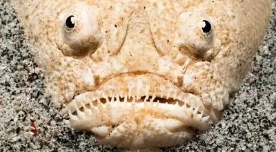 تصاویر جذاب 10 موجود دریایی زیبا و عجیب که  باید ببینید! + فیلم
