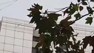 حرکت خطرناک دختر جوان در تهران روی سیم‌های بین ساختمان +فیلم