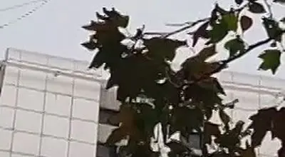 حرکت خطرناک دختر جوان در تهران روی سیم‌های بین ساختمان +فیلم