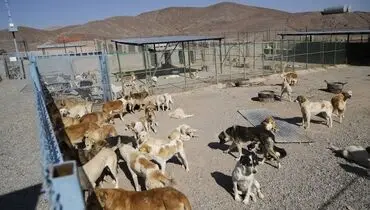جمع‌آوری ۱۶ هزار سگ ولگرد در تهران طی سال گذشته