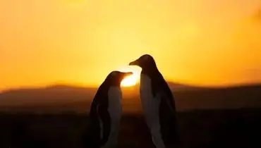 در این تاریخ، منتظر حلقه آتش در آسمان باشید 